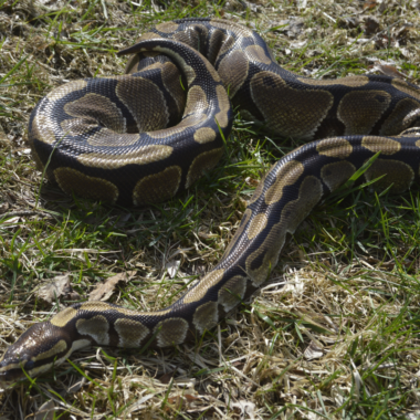 Understanding the Natural Habitat of Ball Pythons