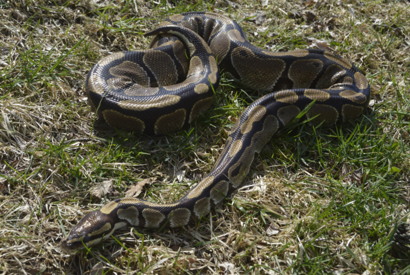 Understanding the Natural Habitat of Ball Pythons