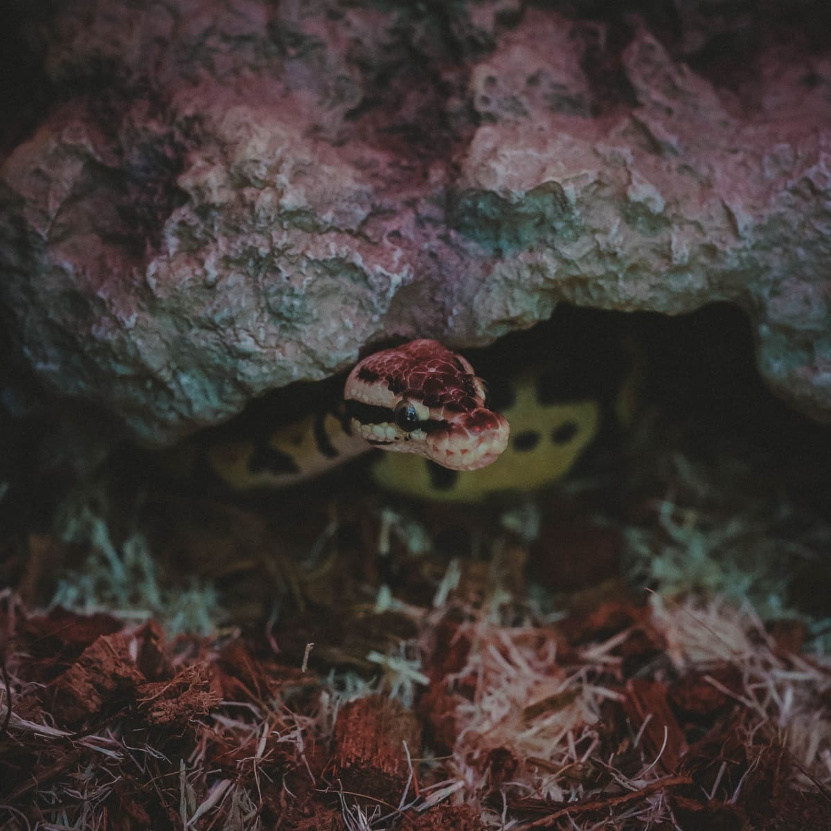 Ball Python Weight Chart: Age and Size Metrics