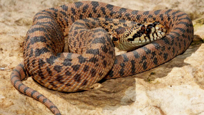 Utah Gopher Snake: Native Species Guide