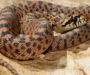 Utah Gopher Snake: Native Species Guide