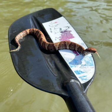 Water Snake Adaptations: Aquatic Survival