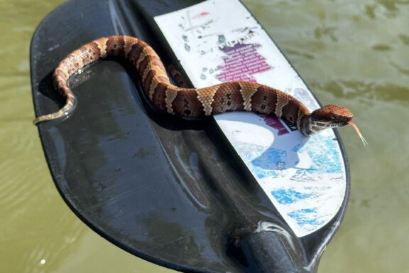 Water Snake Adaptations: Aquatic Survival