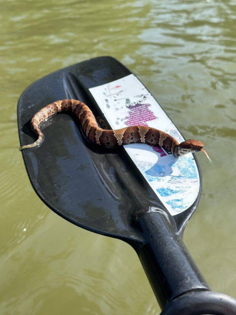 Water Snake Adaptations: Aquatic Survival