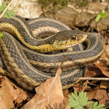 Water Snake Behavior: Natural Habits Explained