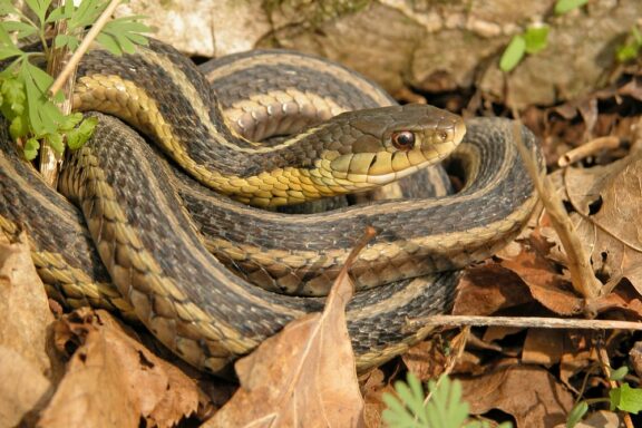 Water Snake Behavior: Natural Habits Explained