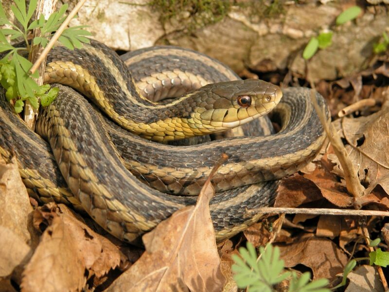 Water Snake Behavior: Natural Habits Explained