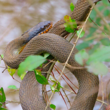 Water Snake Diet: Hunting & Feeding Patterns