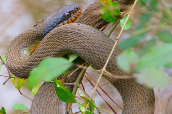 Water Snake Diet: Hunting & Feeding Patterns