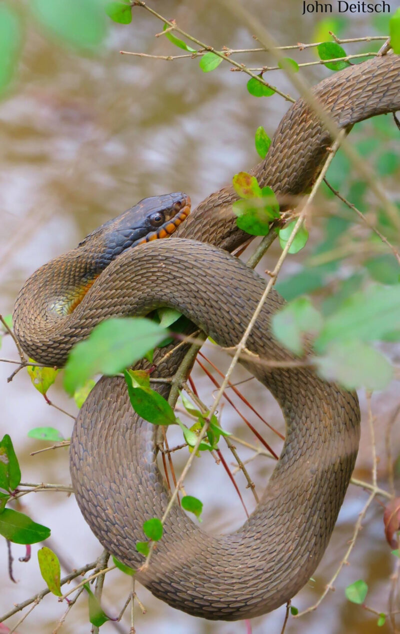 Water Snake Diet: Hunting & Feeding Patterns