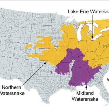 Water Snake Distribution: US Range Guide