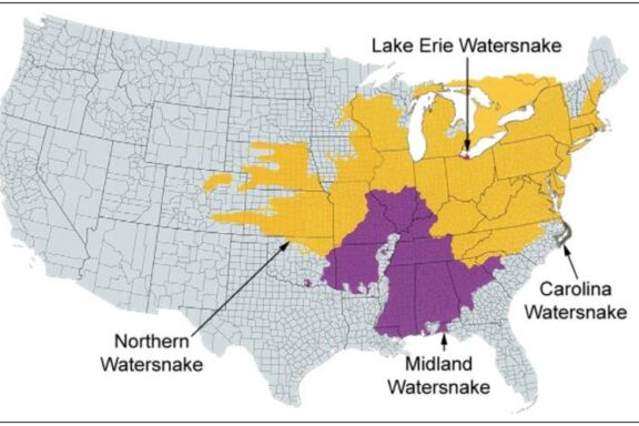 Water Snake Distribution: US Range Guide