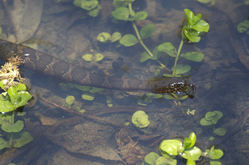 Water Snake Habitat Preferences: Key Areas