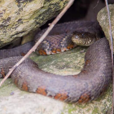 Water Snake Identification Guide: Key Features