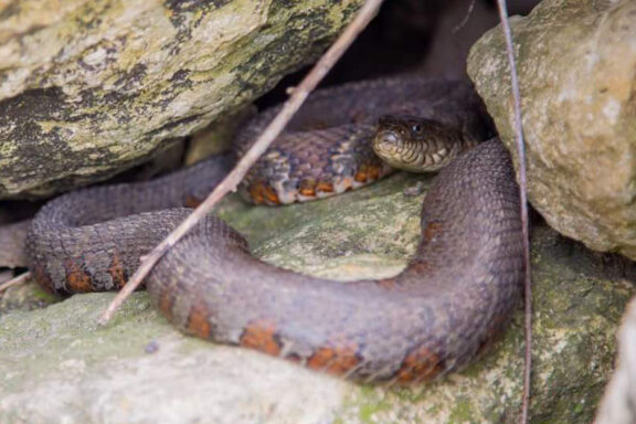 Water Snake Identification Guide: Key Features