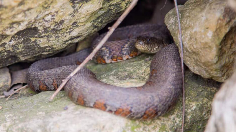 Water Snake Identification Guide: Key Features