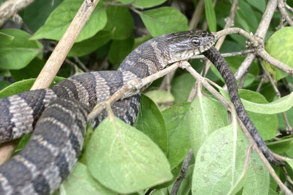 Water Snake Lifespan: Average Age & Growth Patterns