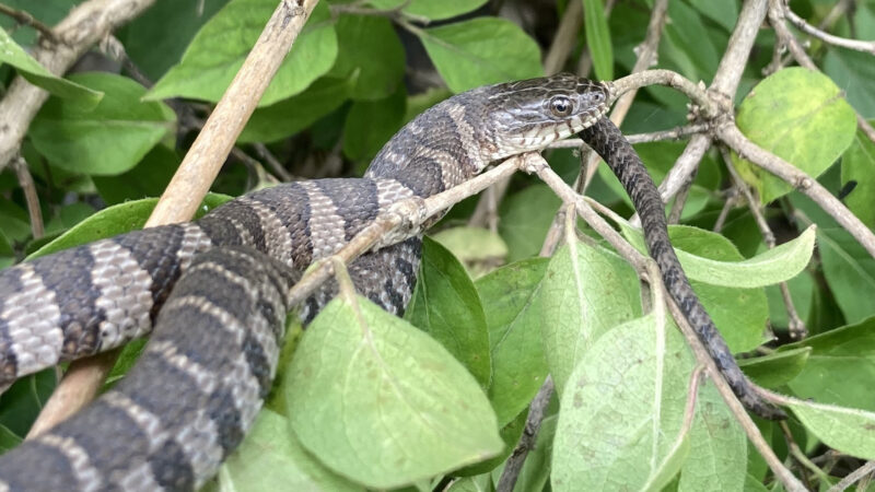 Water Snake Lifespan: Average Age & Growth Patterns