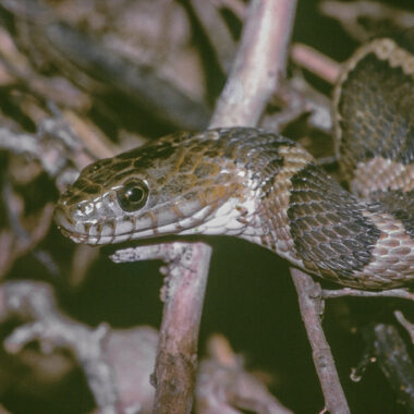 Water Snake Mating Habits: Breeding Guide