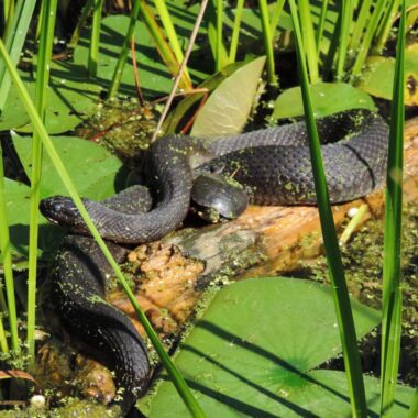 Water Snake Myths and Facts: Truth Revealed