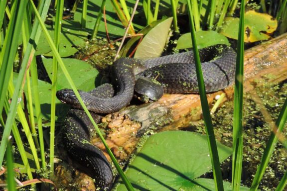 Water Snake Myths and Facts: Truth Revealed