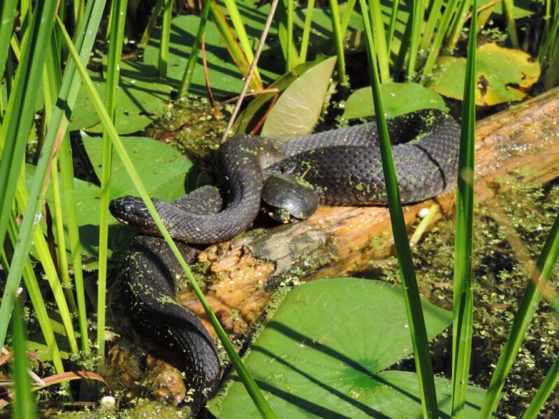 Water Snake Myths and Facts: Truth Revealed