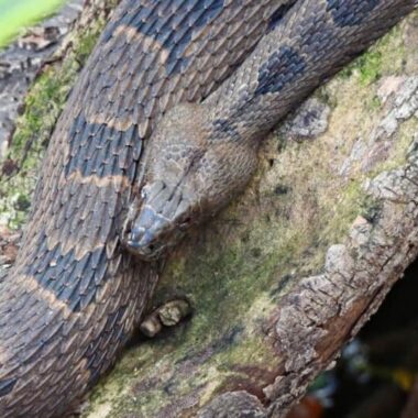 Water Snake Predators: Natural Threats Guide