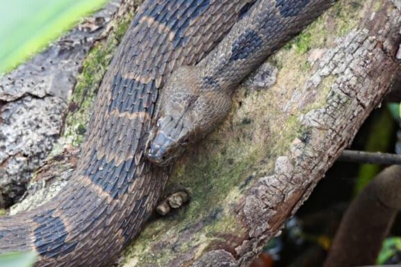 Water Snake Predators: Natural Threats Guide