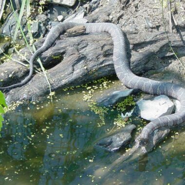 Water Snake Reproduction: Life Cycle Guide