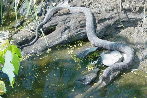 Water Snake Reproduction: Life Cycle Guide