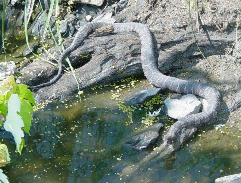 Water Snake Reproduction: Life Cycle Guide