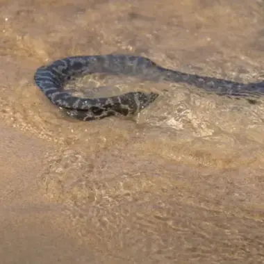 Water Snakes vs Sea Snakes: Key Differences