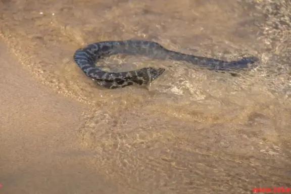 Water Snakes vs Sea Snakes: Key Differences