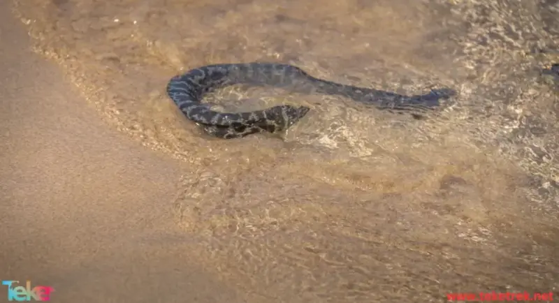 Water Snakes vs Sea Snakes: Key Differences