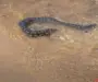 Water Snakes vs Sea Snakes: Key Differences