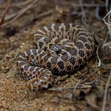 Western Hognose Snake Bite: What to Know