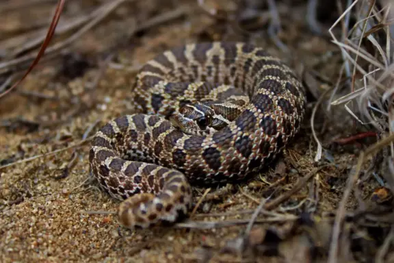 Western Hognose Snake Bite: What to Know