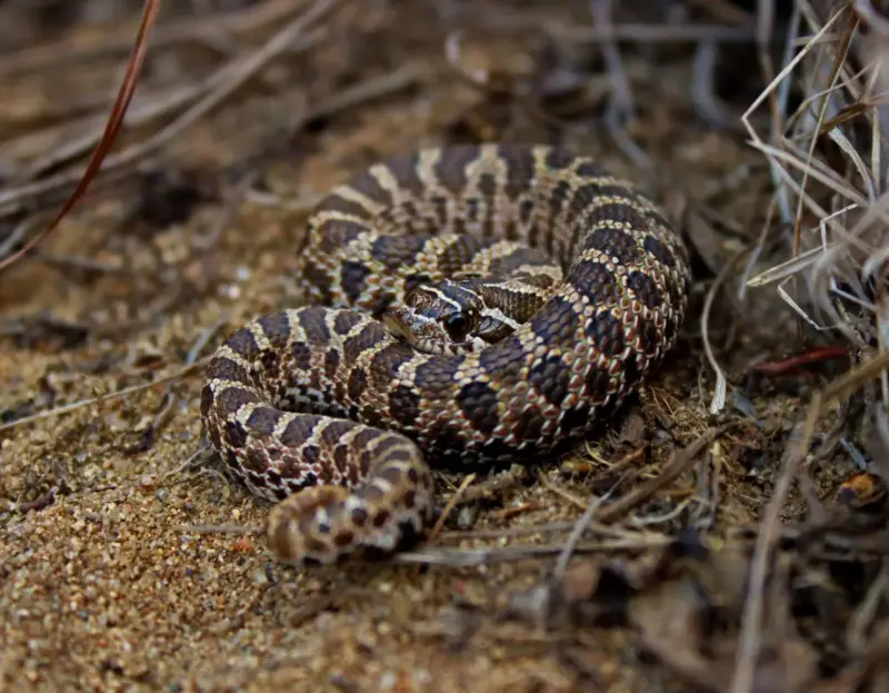 Western Hognose Snake Bite: What to Know