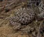 Western Hognose Snake Bite: What to Know