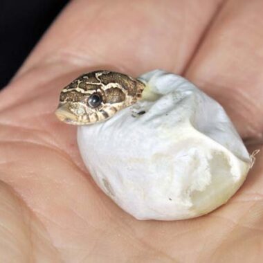 Western Hognose Snake Breeding: Essential Tips