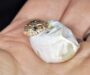 Western Hognose Snake Breeding: Essential Tips