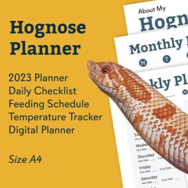 Western Hognose Snake Care: Complete Guide