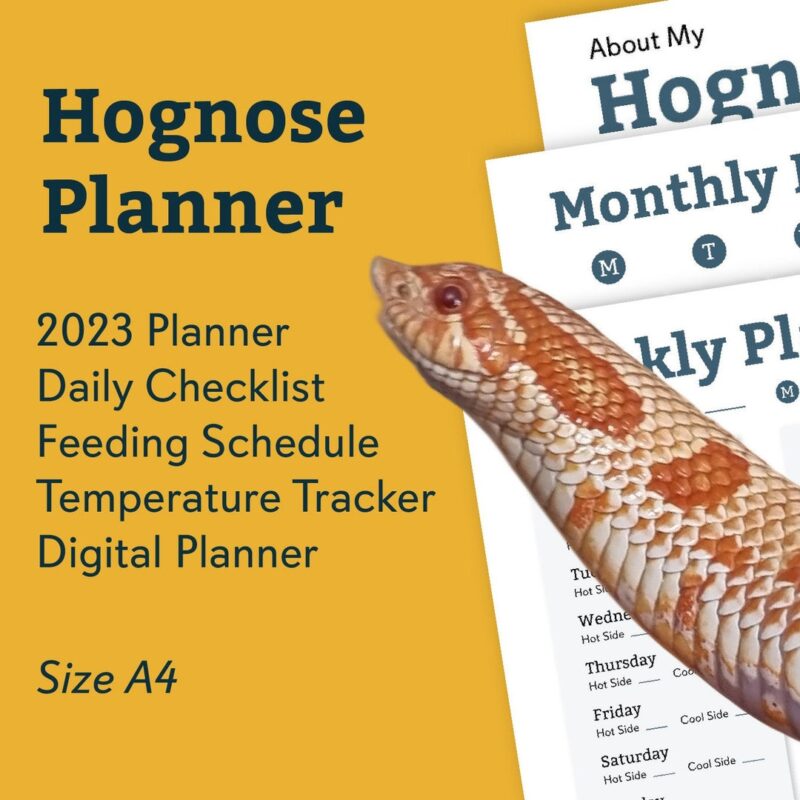 Western Hognose Snake Care: Complete Guide