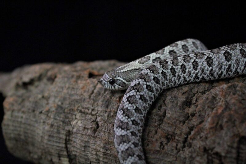 Western Hognose Snake Colors: Pattern Guide