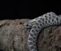 Western Hognose Snake Colors: Pattern Guide