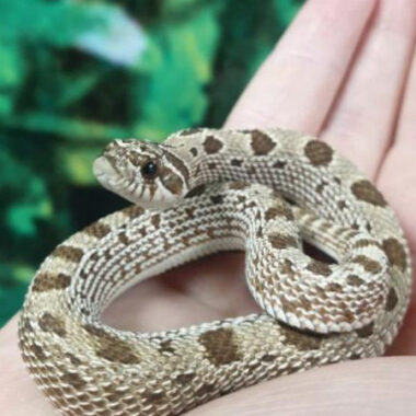 Western Hognose Snake Diet: Feeding Guide