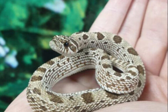 Western Hognose Snake Diet: Feeding Guide