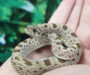 Western Hognose Snake Diet: Feeding Guide