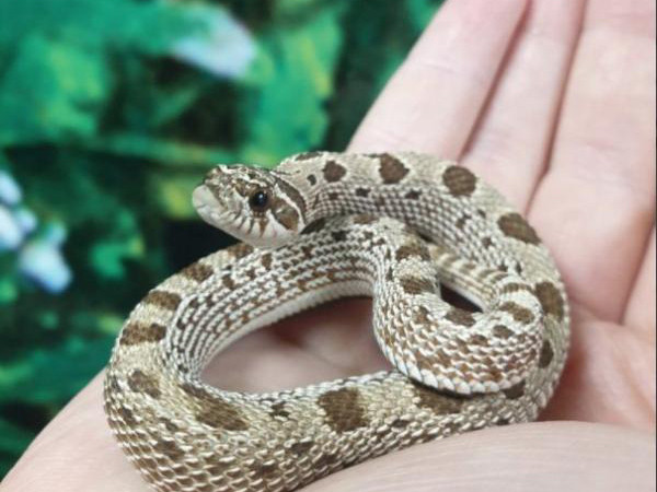 Western Hognose Snake Diet: Feeding Guide