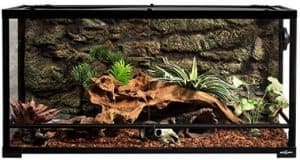 Western Hognose Snake Enclosure: Setup Guide